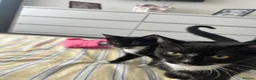 Mixed Breed cats for sale: Beautiful Male kitten - Advert 4