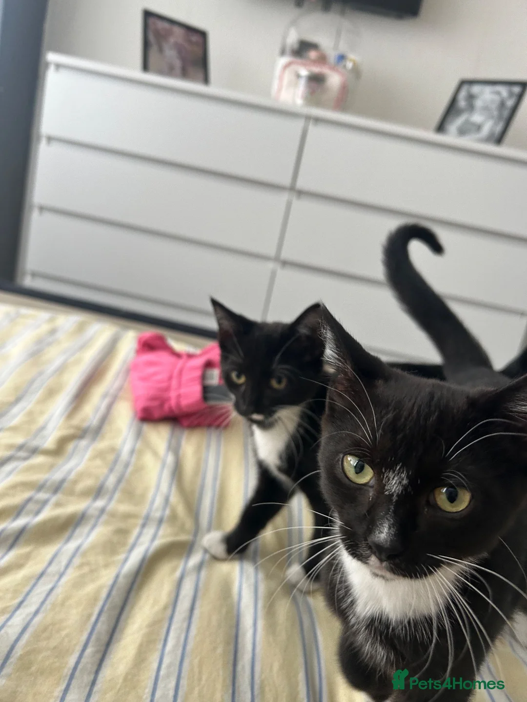 Mixed Breed cats for sale: Beautiful Male kitten - Advert 4