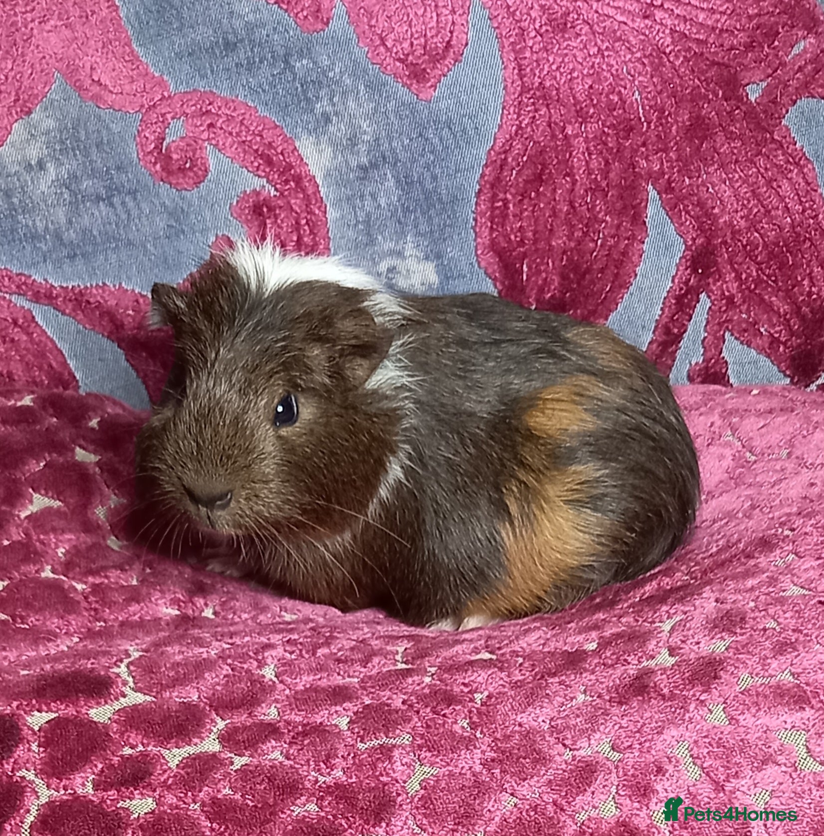 Guinea Pig rodents Baby Guinea Pigs for Sale - Advert 2