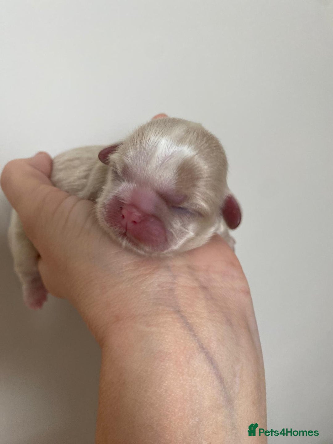 Shih Tzu dogs for sale: ✨️Exceptional Imperial Litter✨️ - Image 12