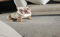 Mixed Breed dogs for sale: English Bull Dog (Lilac Merle) F1  - Image 1