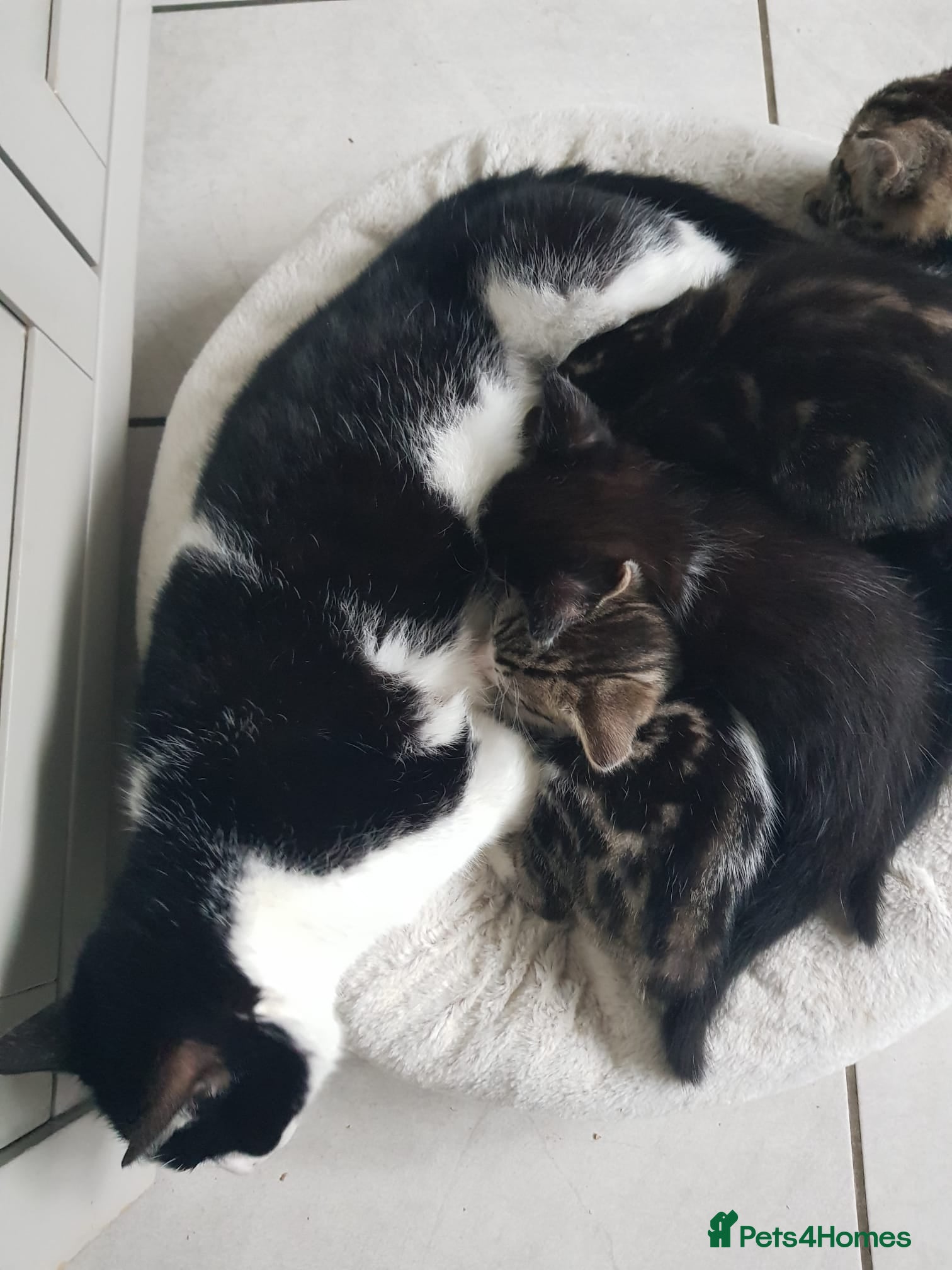 Mixed Breed cats Kittens ready now,  - Advert 6