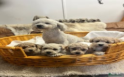 Poochon dogs for sale: Stunning and gorgeous poochons  - Image 3