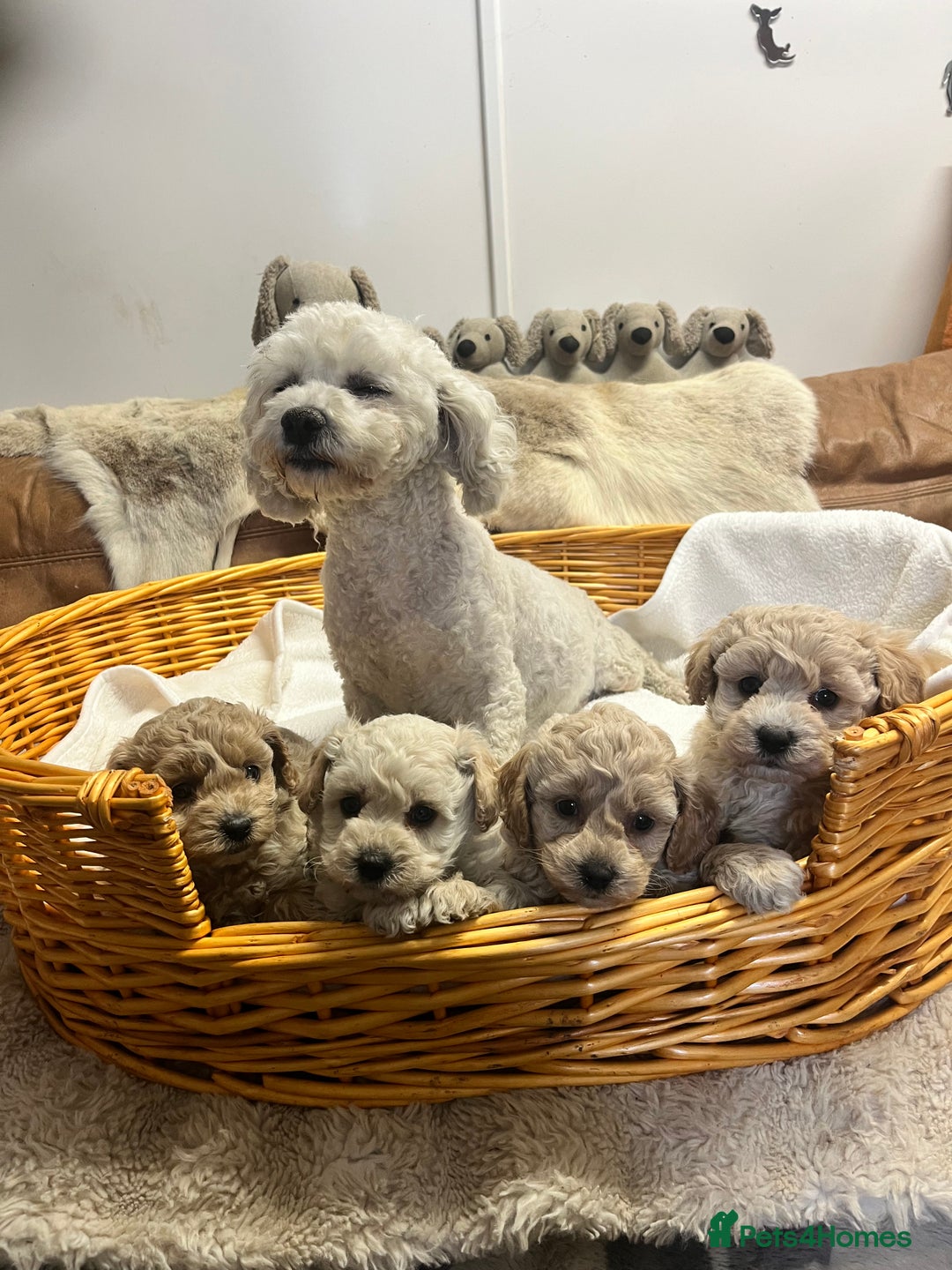 Poochon dogs for sale: Stunning and gorgeous poochons  - Image 3