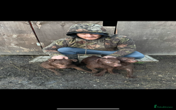 Patterdale Terrier dogs for sale: Patterdale terriers - Image 2