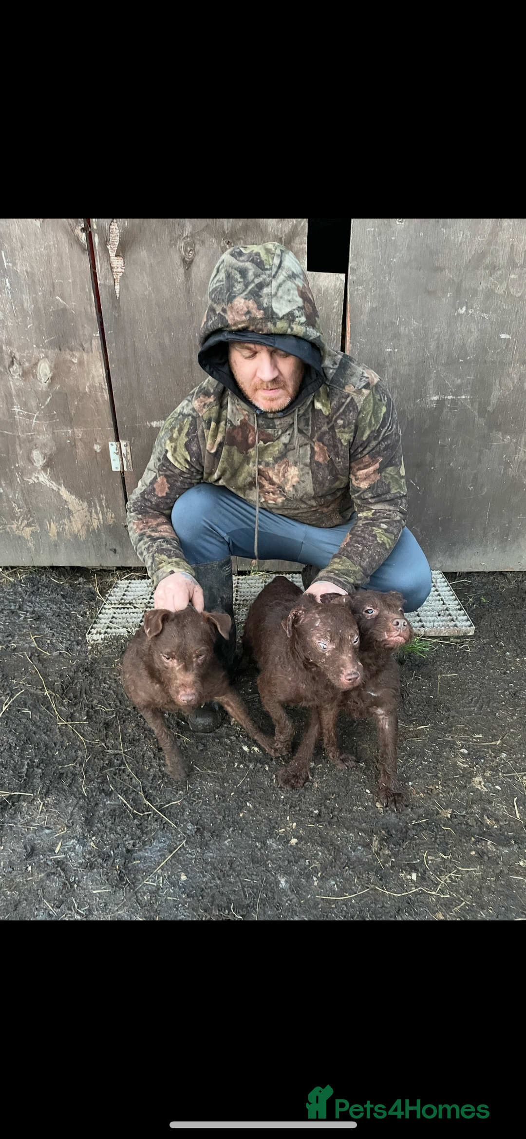 Patterdale Terrier dogs for sale: Patterdale terriers - Image 2