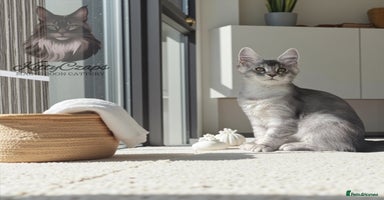 Maine Coon cats - Advert 11