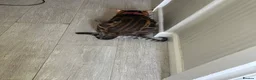 Bengal cats for stud: TICA-registered male, Max, is available for stud  - Advert 2