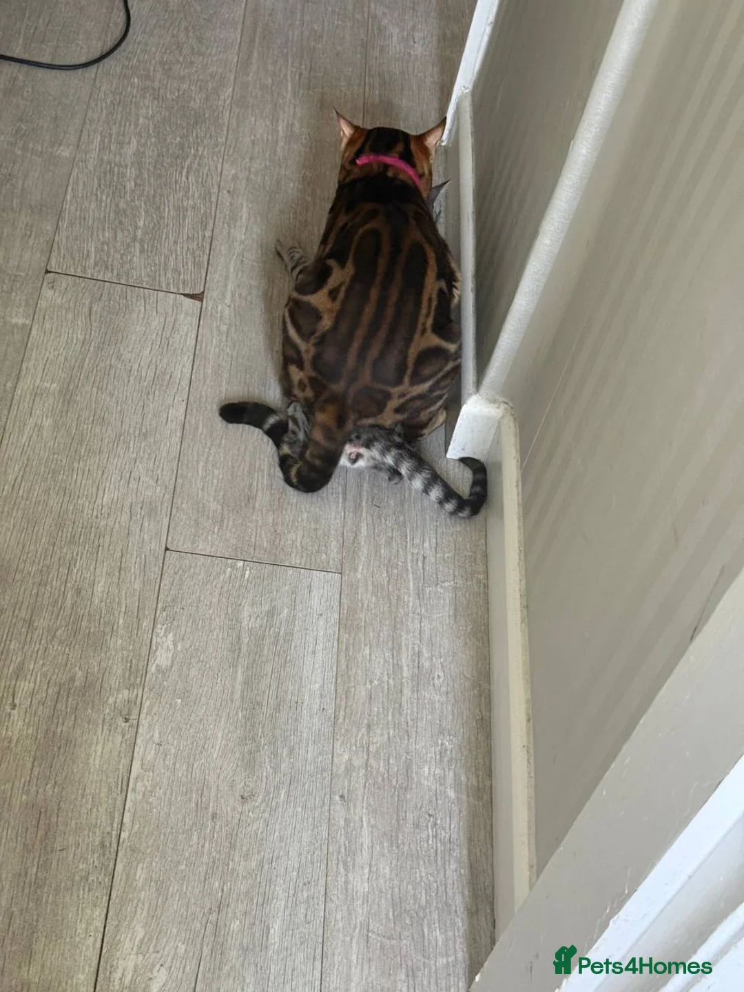 Bengal cats for stud: TICA-registered male, Max, is available for stud  - Advert 2