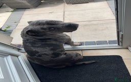 Mixed Breed dogs for sale: Male staff cross - Image 5