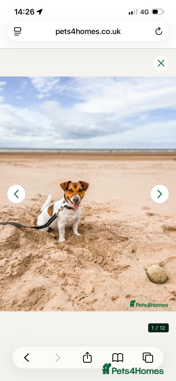 Jack Russell dogs for sale: 2 Jack Russell Male Puppies For Sale  - Advert 7