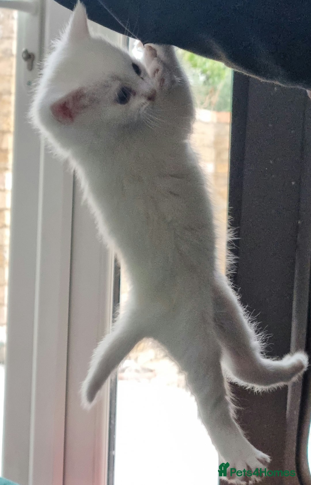 British Shorthair cats for sale: ✨ Gorgeous 6-Week-Old Kittens litter trained ✨ - Image 4