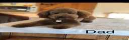 Cavapoo dogs for sale: 🐾 Extensively Health Tested Puppies 🐾 - Advert 14