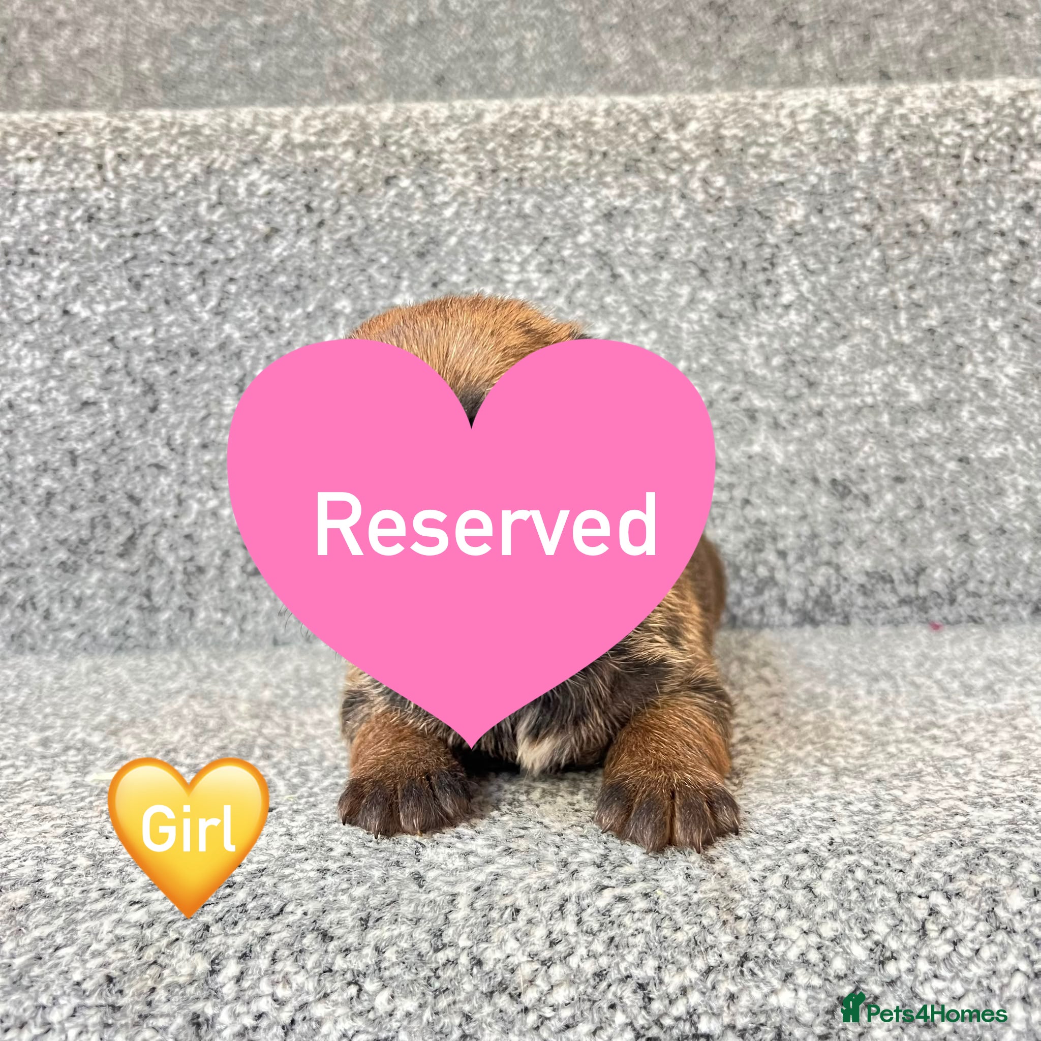 Border Terrier dogs BEAUTIFUL BORDER TERRIER PUPPIES  - Advert 2