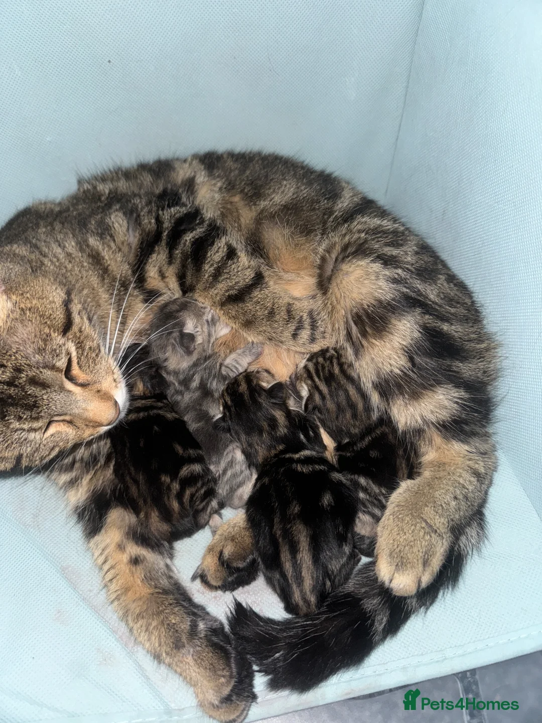 Bengal cats for sale: Bengal x Maine Coon Kittens - Advert 2