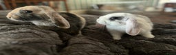 Cashmere Lop rabbits for sale: Two rabbits - Advert 1