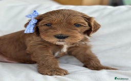 Goldendoodle dogs for sale: Australian Labradoodle RED&White TUX -Waiting list - Image 23