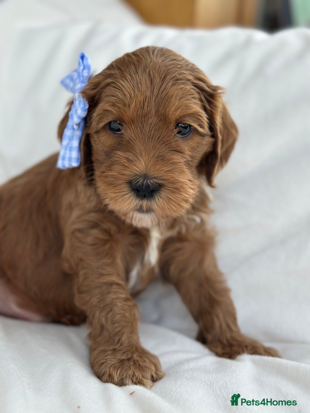 Goldendoodle dogs for sale: Australian Labradoodle RED&White TUX -Waiting list - Image 23