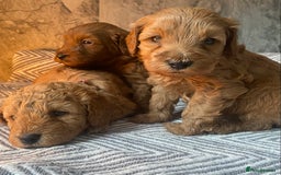 Cavapoo dogs for sale: Stunning Health Tested F1BB Cavapoo’s 🧬 - Image 23