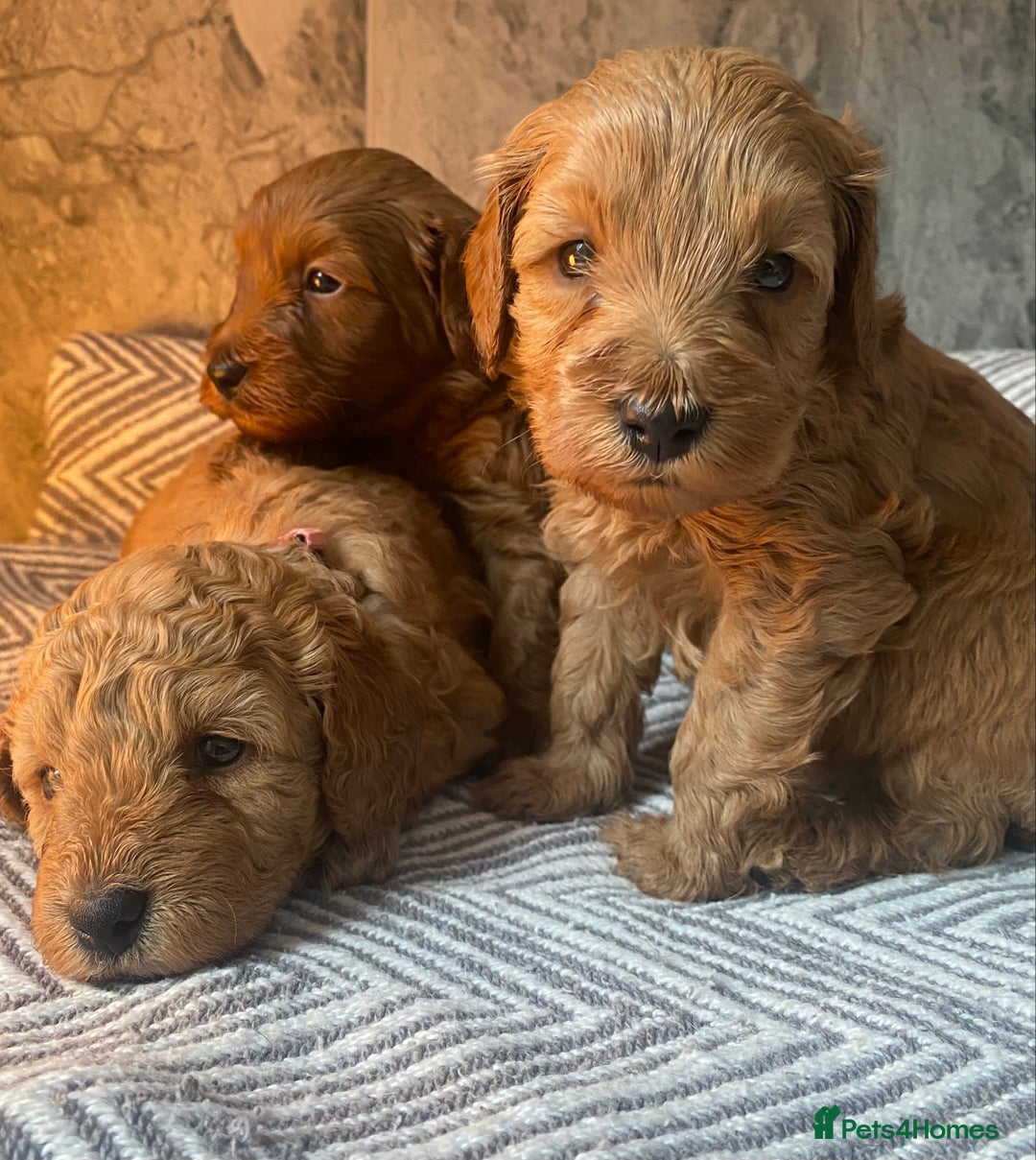 Cavapoo dogs for sale: Stunning Health Tested F1BB Cavapoo’s 🧬 - Image 23