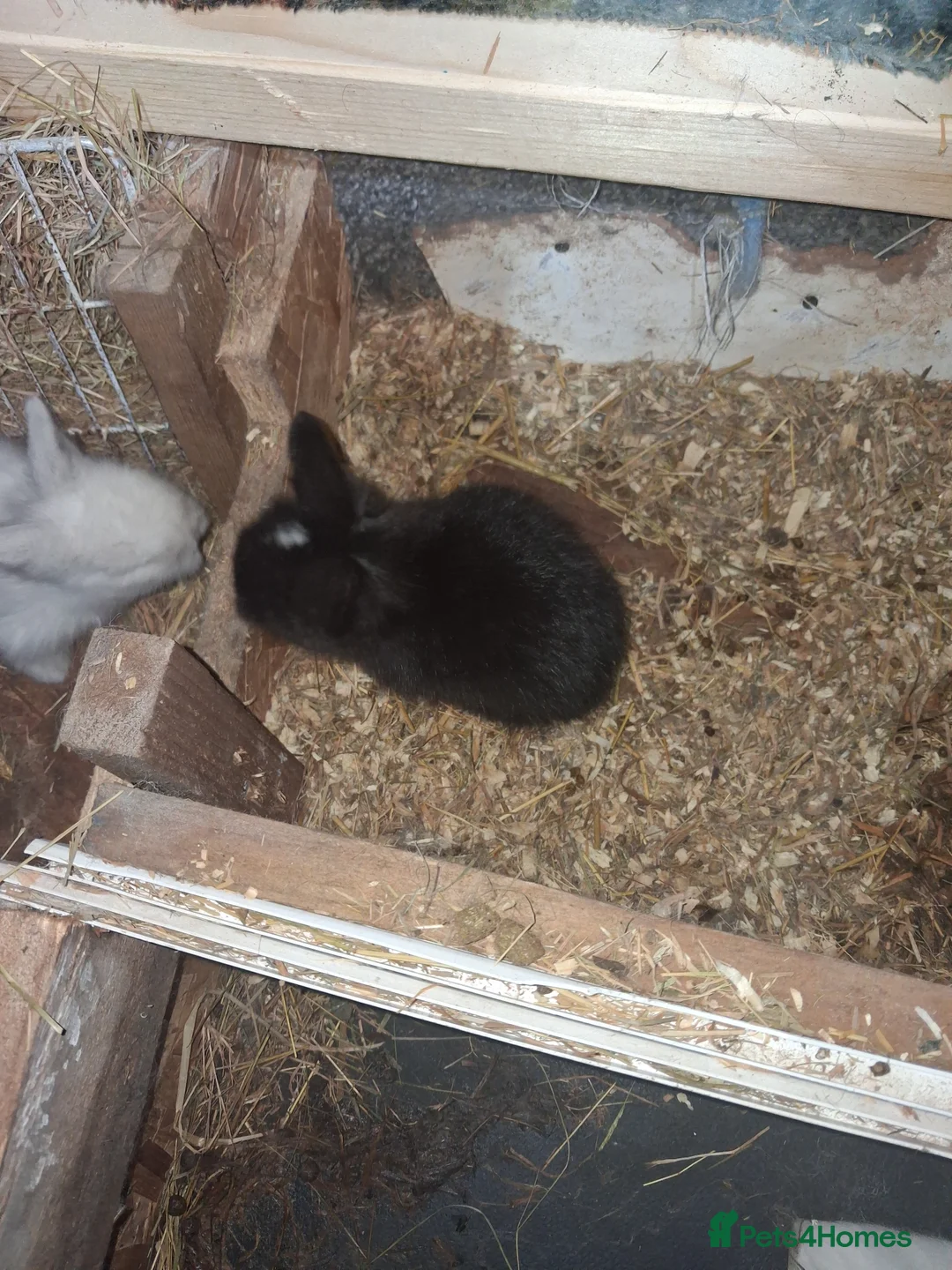 Lionhead rabbits for sale: 2left Beautiful Lionhead Rabbits for Sale 🐰 - Advert 2
