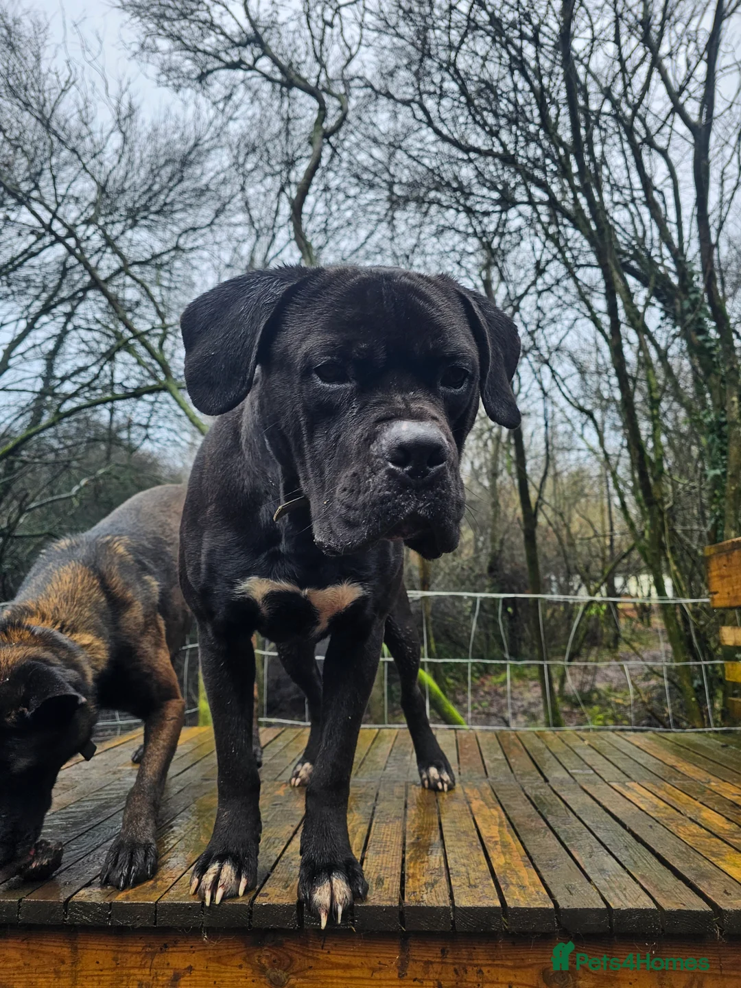 Mixed Breed dogs for sale: A Gentle Giant Looking for His Forever Home - Advert 3