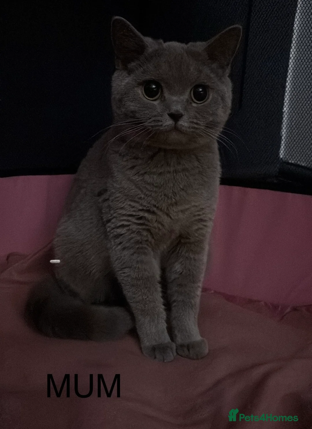 British Shorthair cats for sale: Beautiful British short hair kittens  - Advert 3