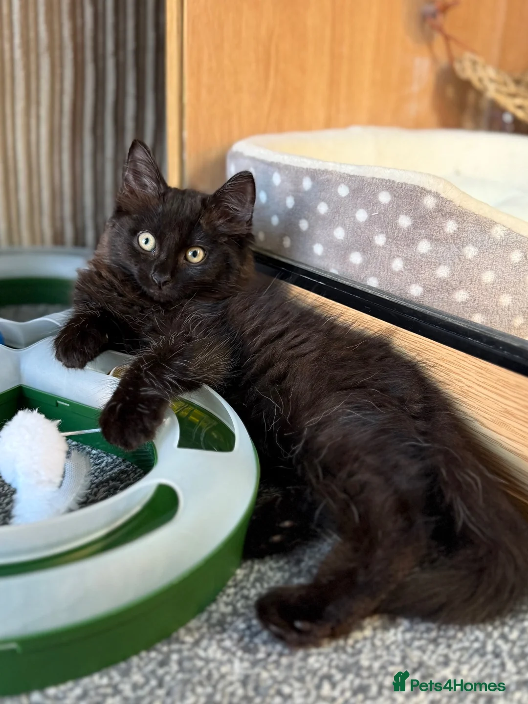 Maine Coon cats for adoption: Beautiful Part Maine Coon Kitten For Sale  - Advert 1
