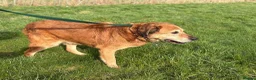 Mixed Breed dogs for adoption: Serghei - Badersfield Norwich  in Norwich - Advert 7