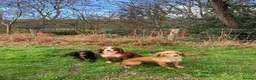 Cocker Spaniel dogs for sale: Golden cocker spaniel pups  - Advert 34