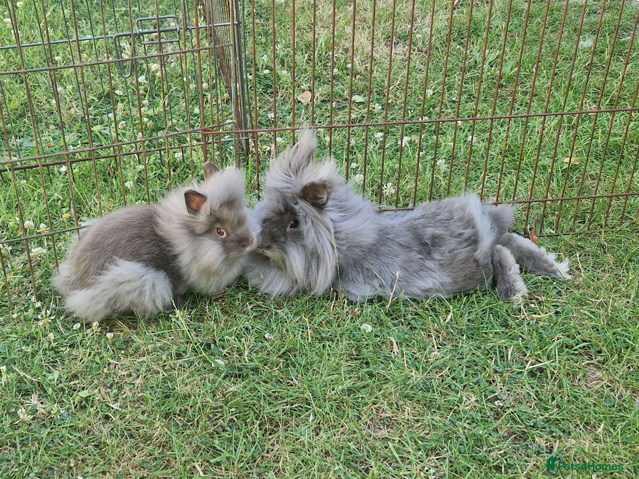 Lionhead rabbits REDUCED Purebred Lionhead Baby Rabbit - Advert 1