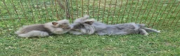 Lionhead rabbits for sale: Purebred Lionhead Baby Rabbit - Advert 4