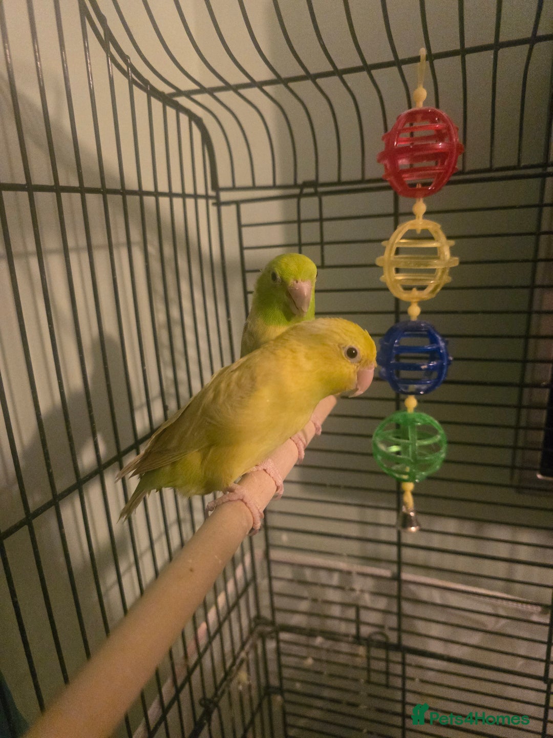 Parakeets birds for sale: Celestial parakeets  - Image 4