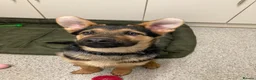German Shepherd dogs for sale: German shepherd  - Advert 20