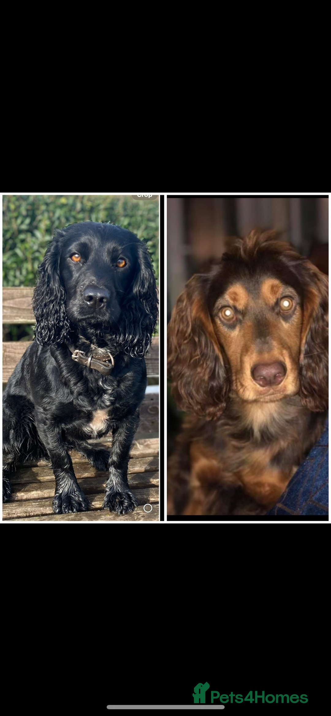 Cocker Spaniel dogs for sale: Working cocker spaniel - Image 7