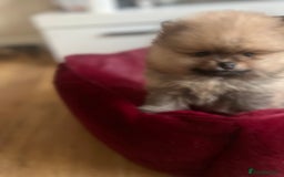 Pomeranian dogs for sale: Pomeranian 2 boy and 1 girl for sale KC reg - Image 4