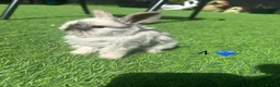 Mini Lop rabbits for sale: 7 pure mini lop babys  - Advert 4