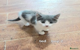 Siamese cats for sale: Bi colour blue and white kittens - Image 4