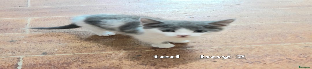 Ted