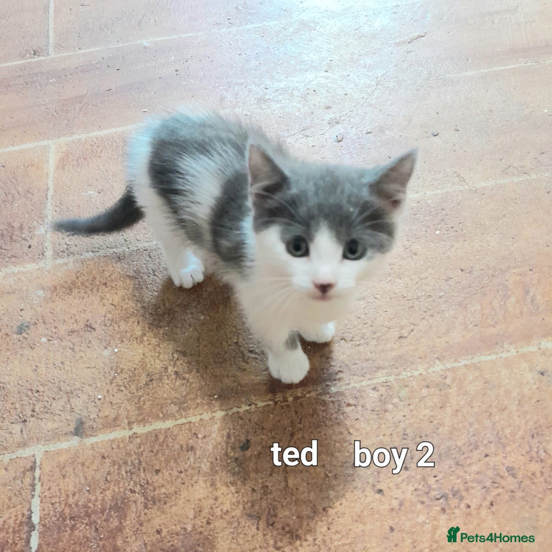 Siamese cats for sale: Bi colour blue and white kittens - Image 4