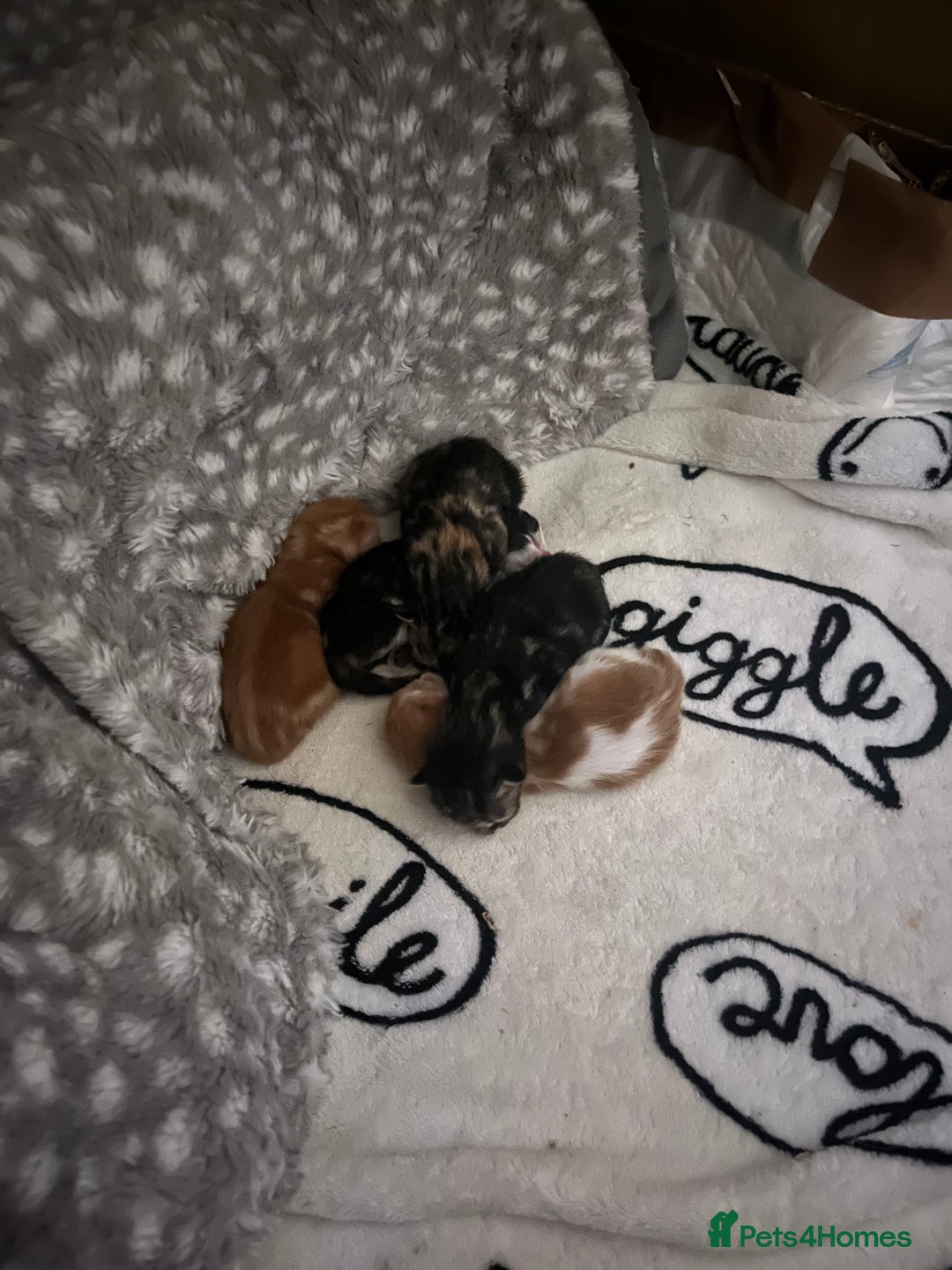 Mixed Breed cats for sale: 2 beautiful kittens full ginger and tortoise shell - Image 9