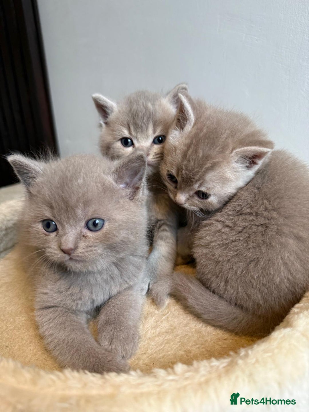 British Shorthair cats for sale: Beautiful British Shorthair kittens 3 Boys 2 Girls - Advert 13