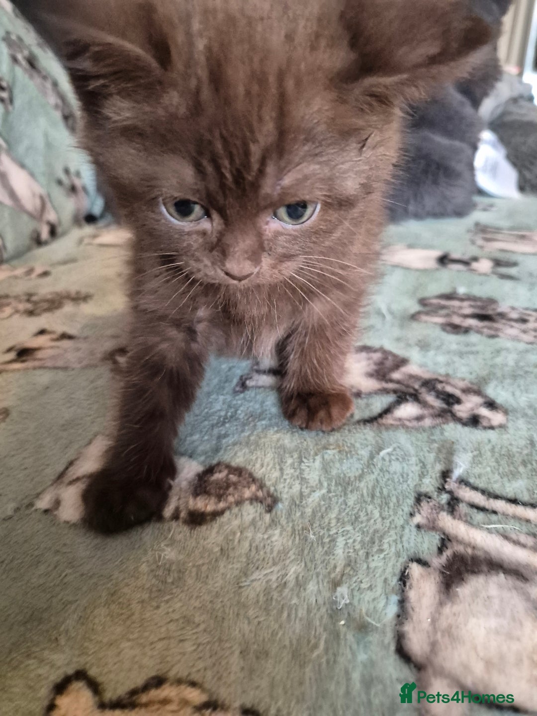 Selkirk Rex cats for sale: Pedigree selkirk rex girls non curly - Advert 3