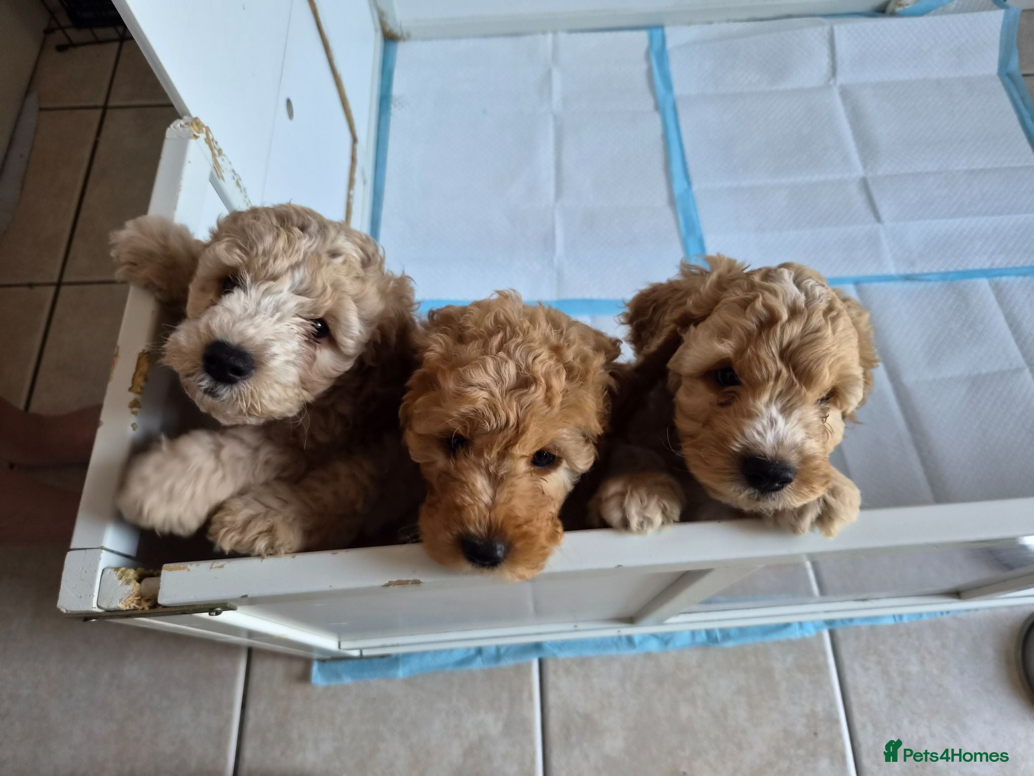 Cockapoo dogs READY TUESDAY 28TH! 3 DNA clear F2 Cockapoo Pups - Advert 1