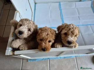 Cockapoo dogs READY TUESDAY 28TH! 3 DNA clear F2 Cockapoo Pups - Advert 1