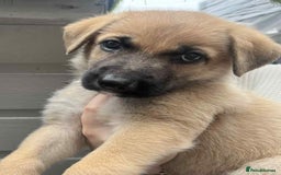 German Shepherd dogs for sale: ADORABLE GERMAN SHEPHERD PUPPIES! 😍 - Image 7