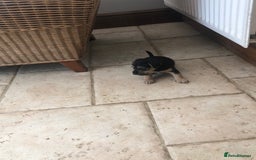 Mixed Breed dogs for sale: Patterdale Black puppies - Image 3