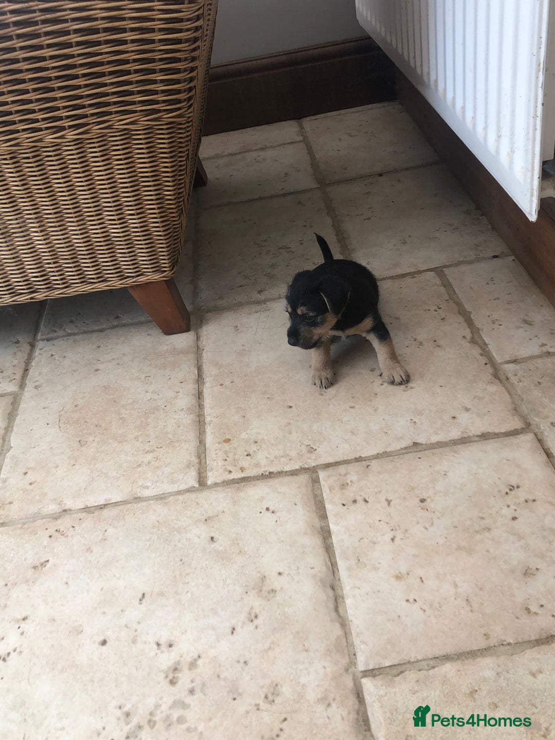 Mixed Breed dogs for sale: Patterdale Black puppies - Image 3