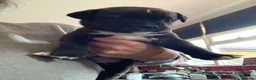 Mixed Breed dogs for sale:  Beautiful mastiff cross ,  - Advert 2