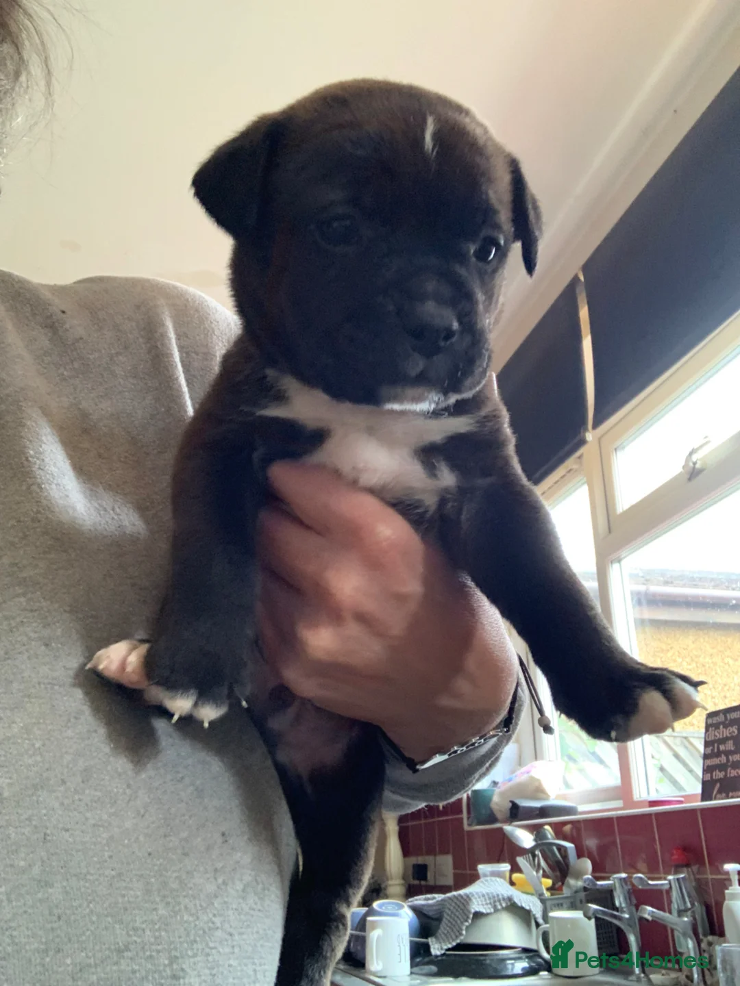 Mixed Breed dogs for sale:  Beautiful mastiff cross ,  - Advert 2